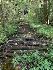 Log road through wetlands