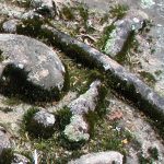 SKULL OR SKULL AND CROSSBONES: Used largely in the 17th and early 18th centuries, consistent with the stark, realistic view of death that was prevalent at that time.