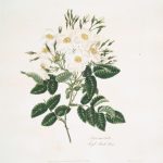 Painting of musk rose