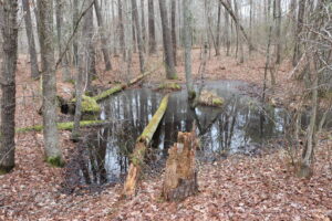 Grafton Ponds property