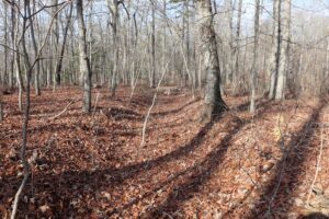 Edwards Tract, Rockingham County